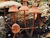 Four orangish-brown mushrooms growing from a rotting log