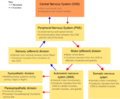 Nervous system divisions