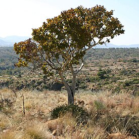 Ochna pulchra, общий вид растения