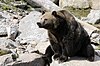 Ursus arctos horribilis