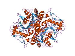 Adenylosuccinat-Synthase