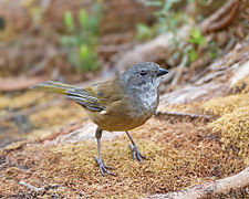 Pachycephala olivacea - Melaleuca