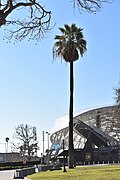 BMO Stadium, Exposition Park, and historic palm tree
