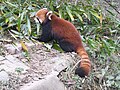 Esemplare di Panda Rosso del Giant Panda Breeding Research Base di Chengdu in Cina.