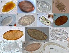 Eggs of various parasites (mainly nematodes) from wild primates