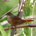 Кустарниковая мягкохвостка (Phacellodomus ruber)