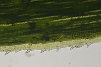 Vue de dessus d'une feuille de Polytrichum formosum. On observe les lamelles opaques disposées en rang, ainsi que le limbe transparent, très réduit et doté de dents.