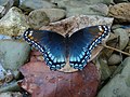 Limenitis arthemis from Bloomington, Indiana