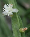 Rhipsalis pentaptera