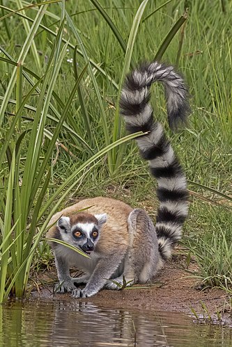 Кошачий лемур (Lemur catta)