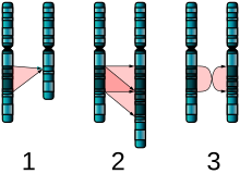Three diagrams of chromosome pairs A, B that are nearly identical. 1: B is missing a segment of A. 2: B has two adjacent copies of a segment of A. 3: B's copy of A's segment is in reverse order.