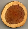 Image 10A section of yew (Taxus baccata) showing 27 annual growth rings, pale sapwood and dark heartwood (from Tree)