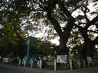 Centuries-old Acacia trees guard the water reservoir in the Plaza