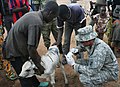 Le capitaine de l'armée américaine Mrunal Vyas, officier des sciences de l'environnement au sein du 4/4e groupe des affaires civiles, administre un traitement à un veau encorné lors d'un programme d'assistance civile vétérinaire à Sinede, au Bénin