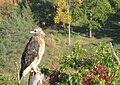 Falcon, Upper King's Forest Park