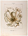 Common octopus (Octopus vulgaris, max. 1–2 m or 3.3–6.6 ft)