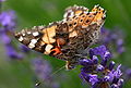 Vanessa cardui.