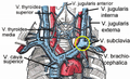 The venæ cavæ and azygos veins, with their tributaries.