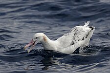 Snowy albatross (Diomedea exulans)