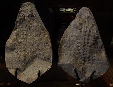 Fossils of Xenusion, a lobopodian that might have grown up to 20 centimeters.