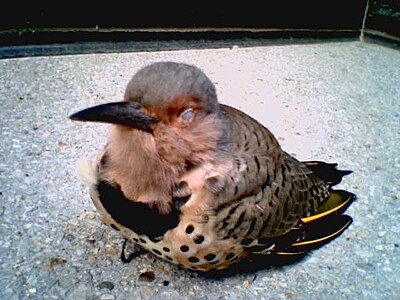 a female yellow shafted flicker photographed with a wide angle cellphone lens in downtown Chicago, the bird hit a window and had become disoriented. Eventually the bird was nursed to health and released in back to the wild.