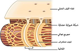 هيكلُ نبيبٍ مُستعرض، وعلاقته مع الشبكة الهيولية العضلية في عضلةٍ هيكلية.