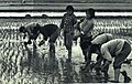 1965-9 1965年西石桥农业中学插秧水稻