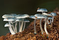 Mycena interrupta