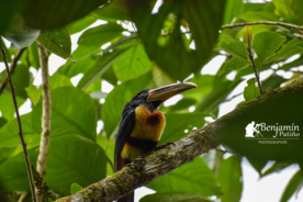 COLLARED ARACARI-MINDO