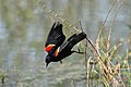 Oiseau noir avec sur le haut des ailes une tache rouge vermillon bordée de jaune pâle