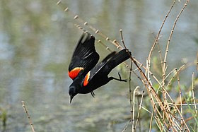 Graúna-de-asa-vermelha (Agelaius phoeniceus)