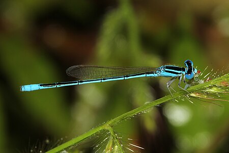 Amphiallagma parvum male