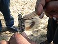 Wing of Anacridium melanorhodon arabafrum, Aguetai, Red Sea coast, Sudan.