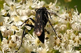 Anoplius nigerrimus