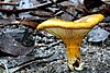 Austropaxillus infundibuliformis, Bunyip State Forest, Victoria