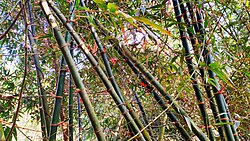 Bamboo in Sreepur Upazila