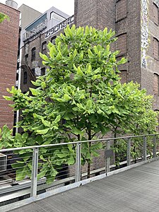A northerly specimen located on NYC's Highline.