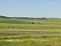 Le vignoble et les forêts du nord de Bisseuil