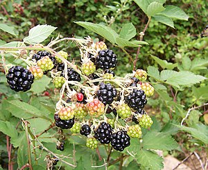 Böğürtlen (Rubus fruticosus)