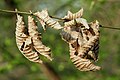 Marzeszente Blätter im Frühling, dazwischen ist eine frisch austreibende Blattknospe sichtbar