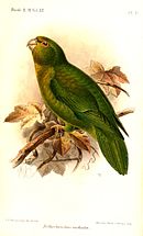 A green parrot with a light-green underside