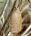 Pupa, ventral view