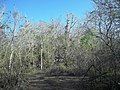 Vestigios mayas de Calotmul.