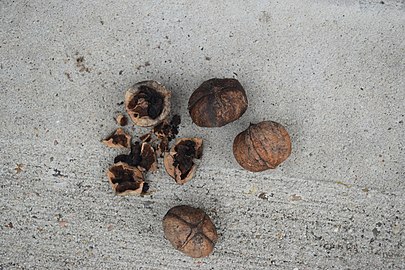 Black hickory nuts