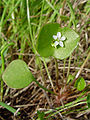 Claytonia perfoliata