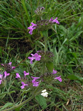 Clinopodium vulgare