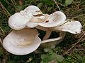 !!!Clitocybe phyllophila sin. Clitocybe cerussata!!!