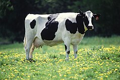 Inherently funny cow