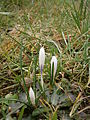 Crocus vernus subsp. albiflorus