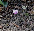 Cyclamen purpurascens close-up